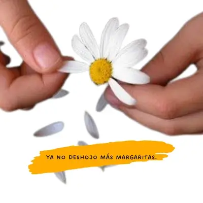 ya no deshojo margaritas ya no deshojo margaritas